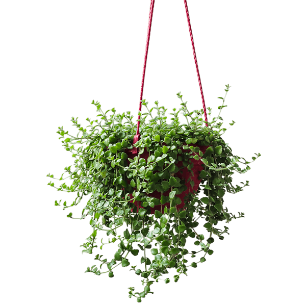 hanging-pot